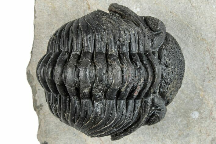 Bargain, Curled Pedinopariops Trilobite - Mrakib, Morocco #287700